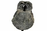 Fossil Theropod Dinosaur (Allosaurus) Dorsal Vertebra - Wyoming #356888-5